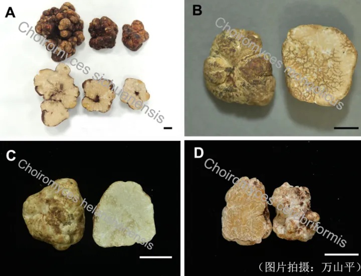 当心被骗且不能食用！你买的早熟“白松露”，可能是猪块菌！