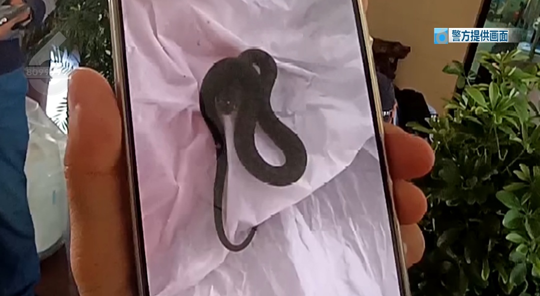 昆明一对夫妻旅行回家，发现多条蛇爬满客厅……