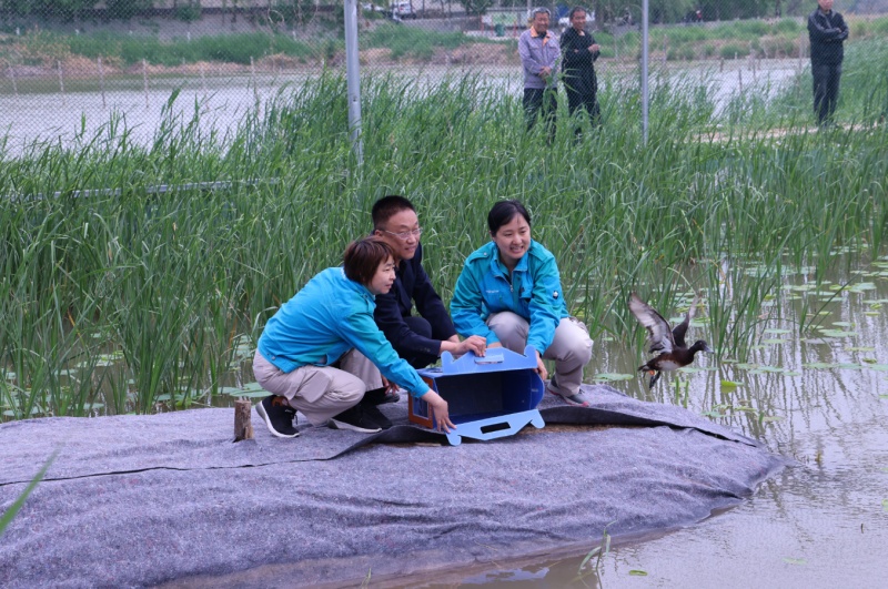 “鸟中大熊猫”在京津冀“安家带娃”