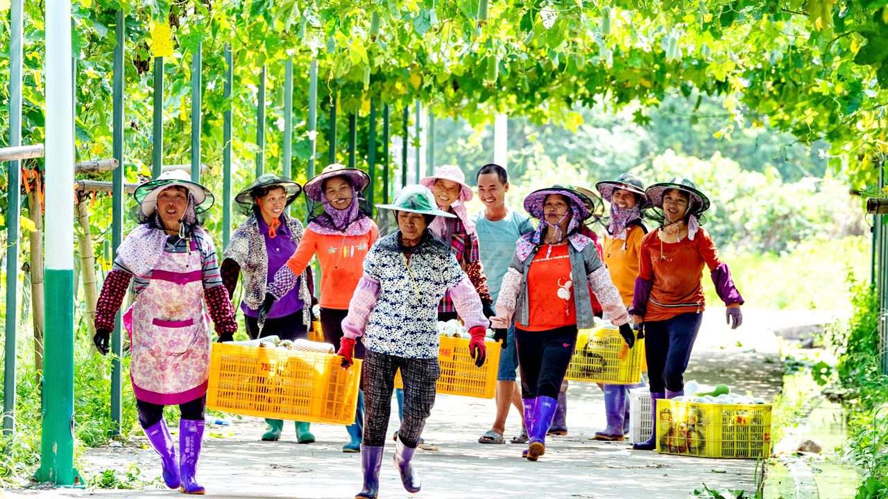 龙岩连城：富“硒”小丝瓜结出“共富果”