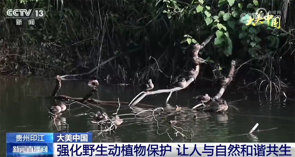 “织绿”、轮休、保护齐发力 绘就“人与自然和谐共生”大美画卷 “织绿”、轮休、保护齐发力 绘就“人与自然和谐共生”大美画卷