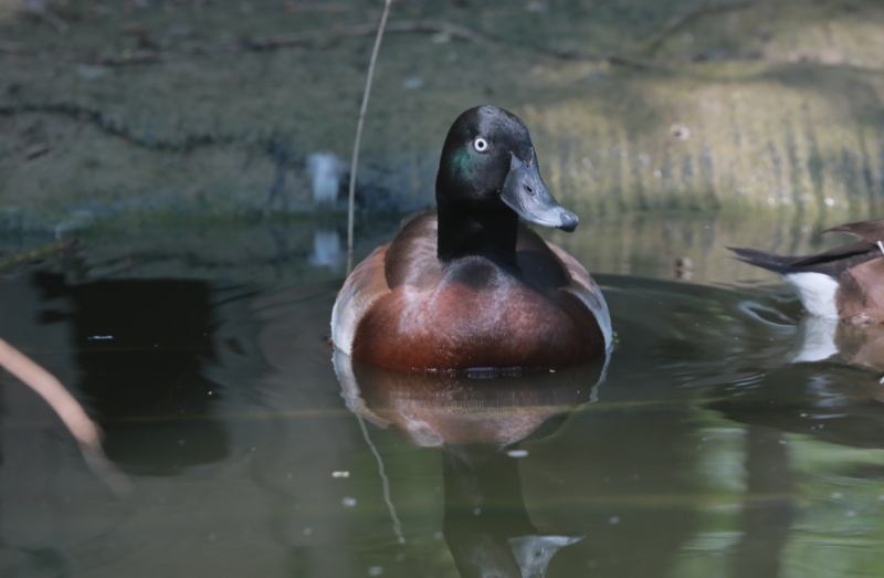 “鸟中大熊猫”在京津冀“安家带娃”