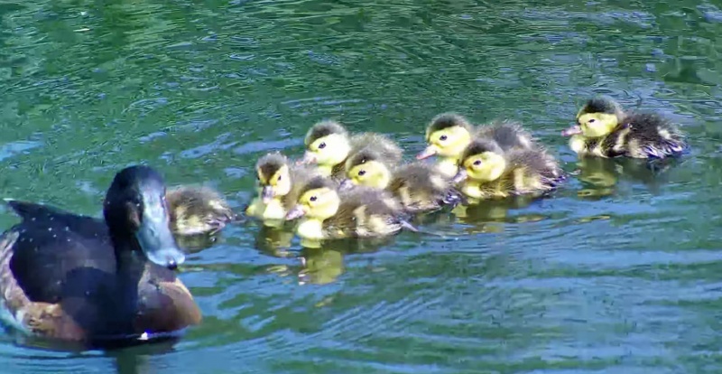 “鸟中大熊猫”在京津冀“安家带娃”