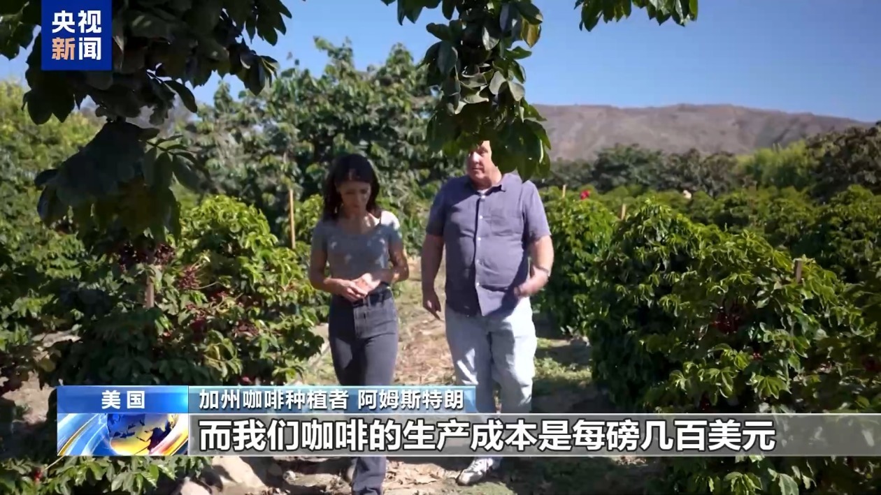 美国咖啡种植者：关税“难救”本土产业