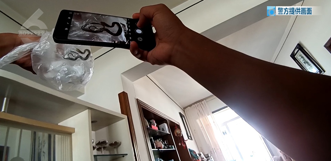 昆明一对夫妻旅行回家，发现多条蛇爬满客厅……