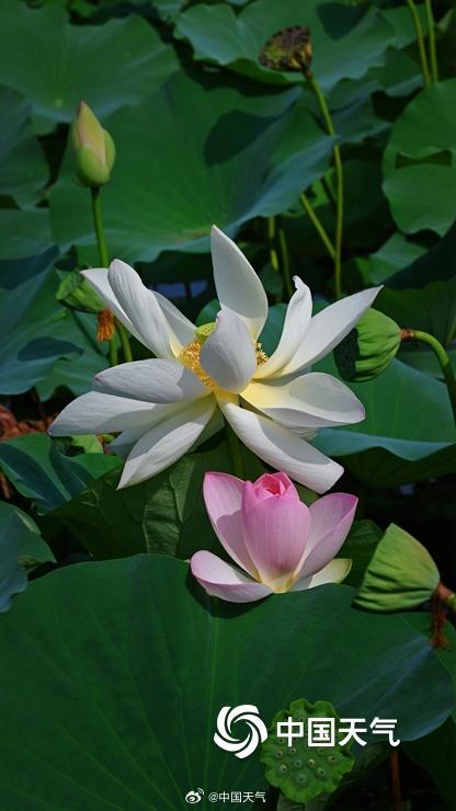 即将出伏 北京荷花先“知道”