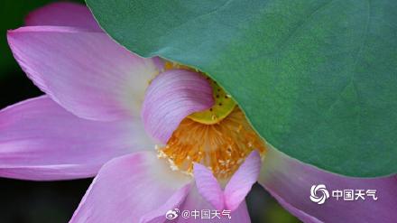 即将出伏 北京荷花先“知道”