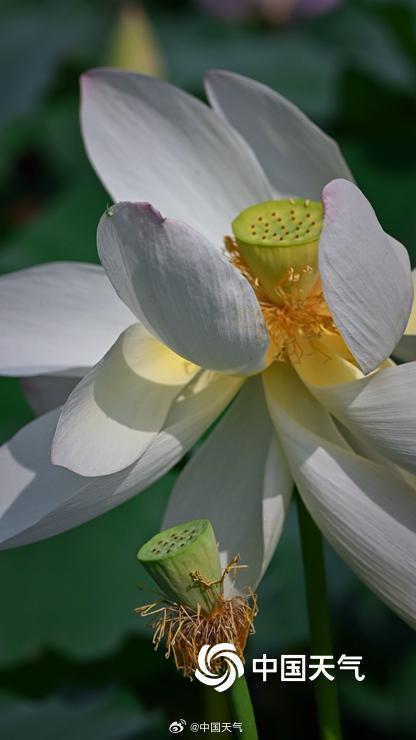 即将出伏 北京荷花先“知道”
