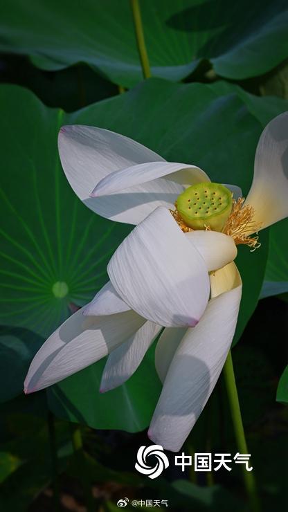 即将出伏 北京荷花先“知道”