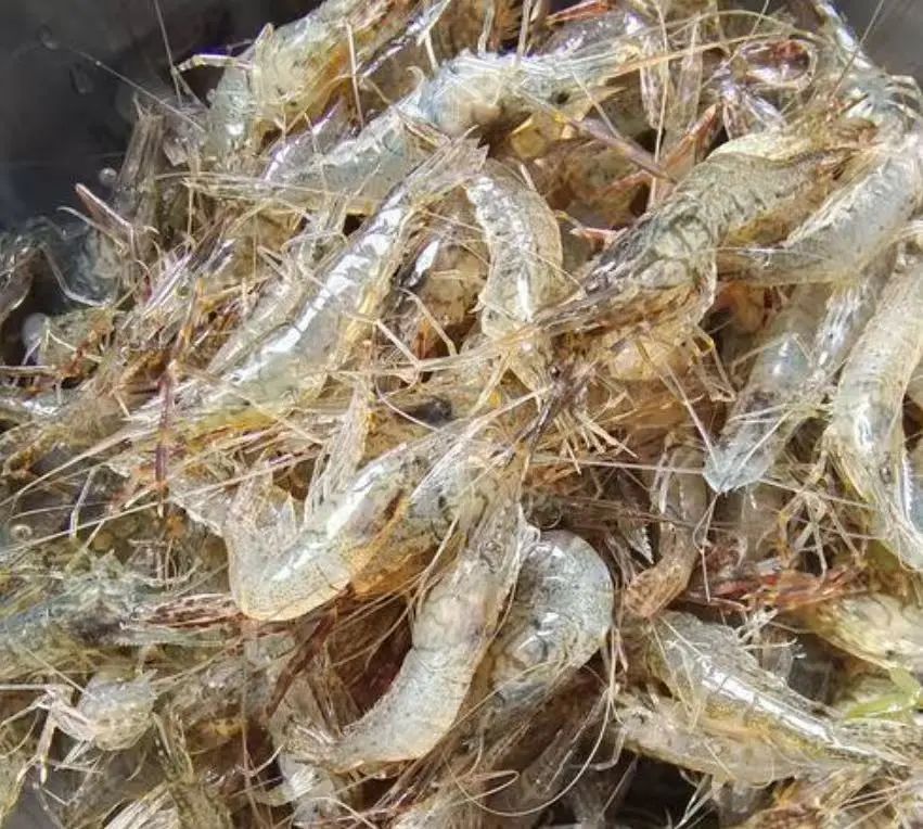 暴跌50%!杭州人爱吃的美味,今年产量暴增,老板:现在买最划算 暴跌50%!杭州人爱吃的美味,今年产量暴增,老板:现在买最划算