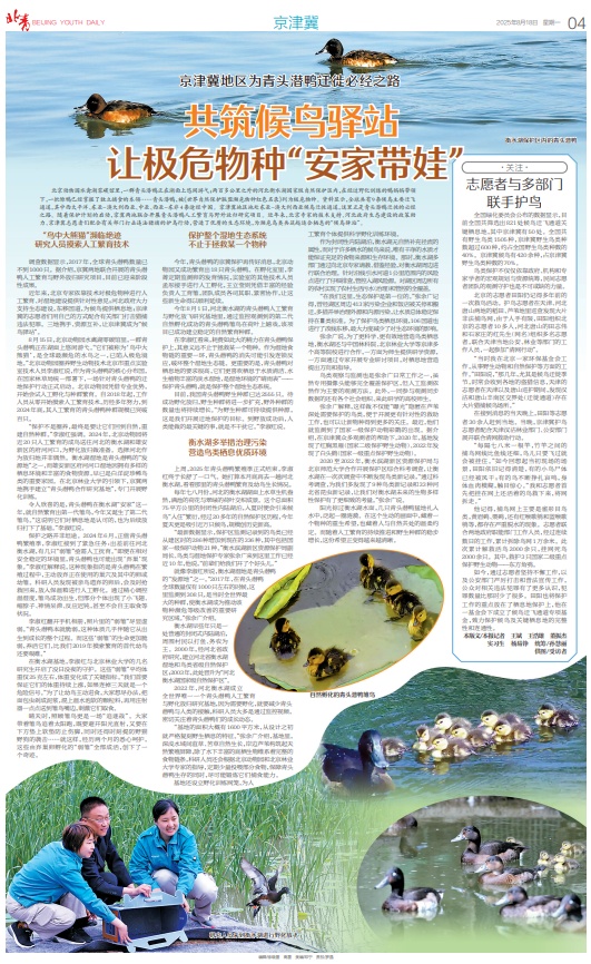 “鸟中大熊猫”在京津冀“安家带娃”