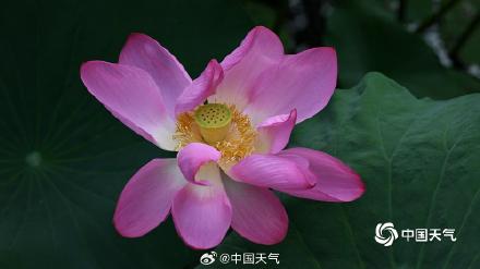 即将出伏 北京荷花先“知道”