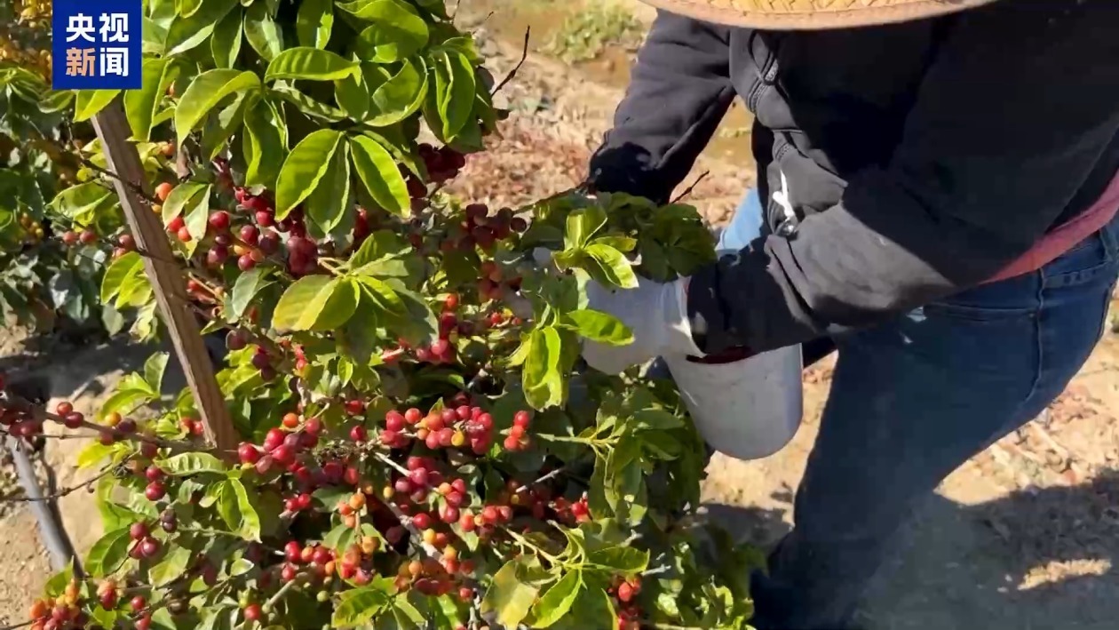 美国咖啡种植者：关税“难救”本土产业