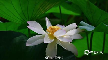 即将出伏 北京荷花先“知道”