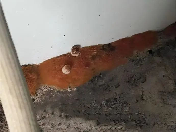 洗衣机里长蘑菇?别笑,你可能天天都在穿“细菌衣”! 洗衣机里长蘑菇?别笑,你可能天天都在穿“细菌衣”!