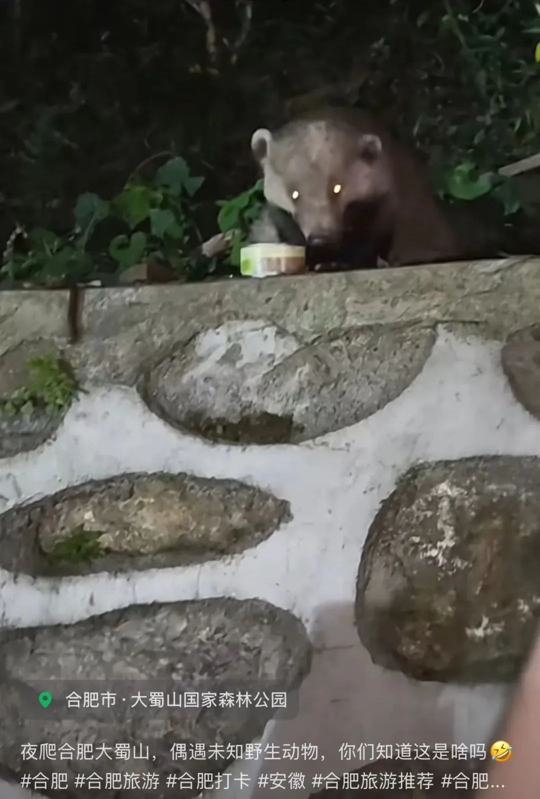 安徽市民夜爬大蜀山遇“不明生物”，回应：它就是传说中的“一丘之貉”
