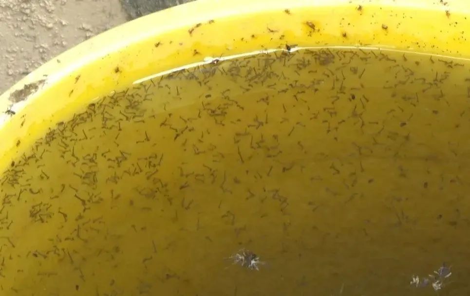 小区里这种水千万别用,请直接倒在地上!(不要倒进下水道) 小区里这种水千万别用,请直接倒在地上!(不要倒进下水道)