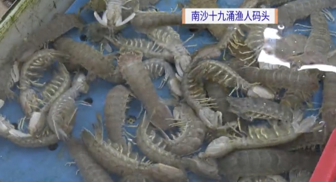 开渔第二天，“生猛靓货”陆续上岸！广东食客争尝“第一口鲜”！