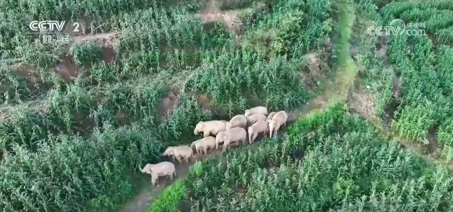 一杯“村咖”解锁乡村旅游“流量密码” 农文旅融合书写乡村振兴“夏日答卷” 一杯“村咖”解锁乡村旅游“流量密码” 农文旅融合书写乡村振兴“夏日答卷”