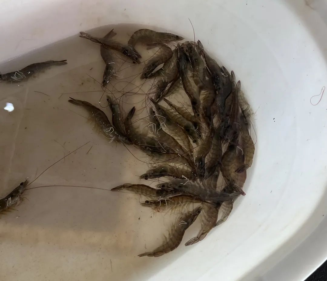 暴跌50%!杭州人爱吃的美味,今年产量暴增,老板:现在买最划算 暴跌50%!杭州人爱吃的美味,今年产量暴增,老板:现在买最划算