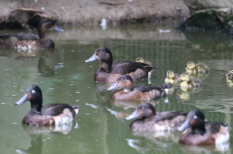 “鸟中大熊猫”在京津冀“安家带娃”