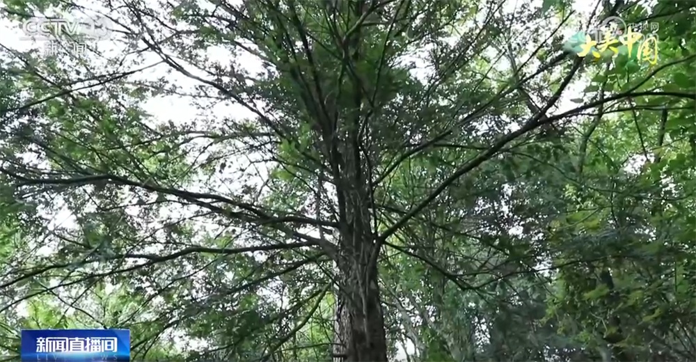 “织绿”、轮休、保护齐发力 绘就“人与自然和谐共生”大美画卷 “织绿”、轮休、保护齐发力 绘就“人与自然和谐共生”大美画卷