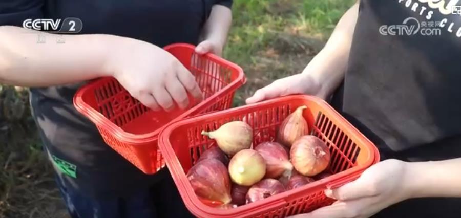 荷香四溢,果甜盈枝:夏日美食新体验 特色农业激活“舌尖经济” 荷香四溢,果甜盈枝:夏日美食新体验 特色农业激活“舌尖经济”