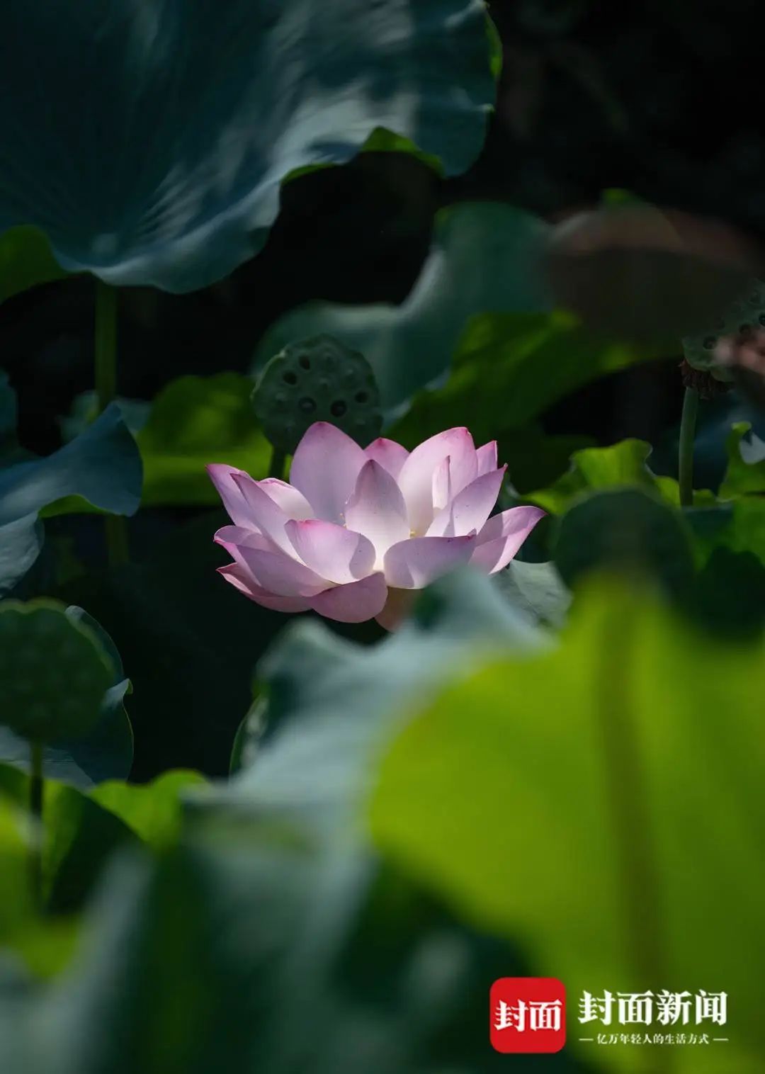 成都桂湖500岁紫藤再开花！ 专家：明年花量或减少