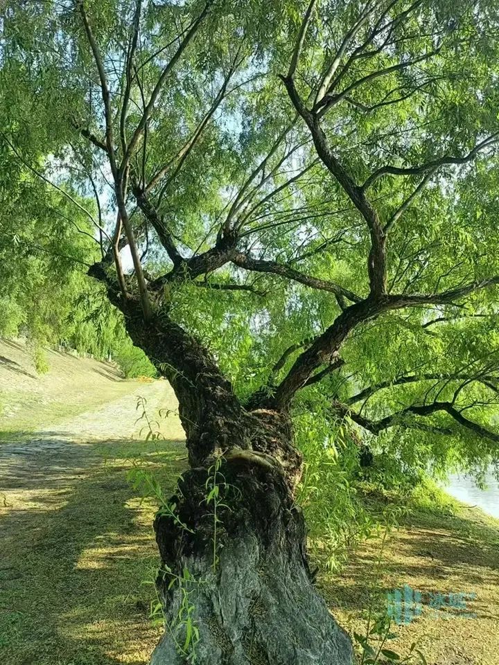 何家沟畔“躺平”柳树:卧地生长枝繁叶茂……专家揭秘来了 何家沟畔“躺平”柳树:卧地生长枝繁叶茂……专家揭秘来了