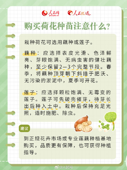 好运“莲”“莲”！夏日限定版荷花知识点