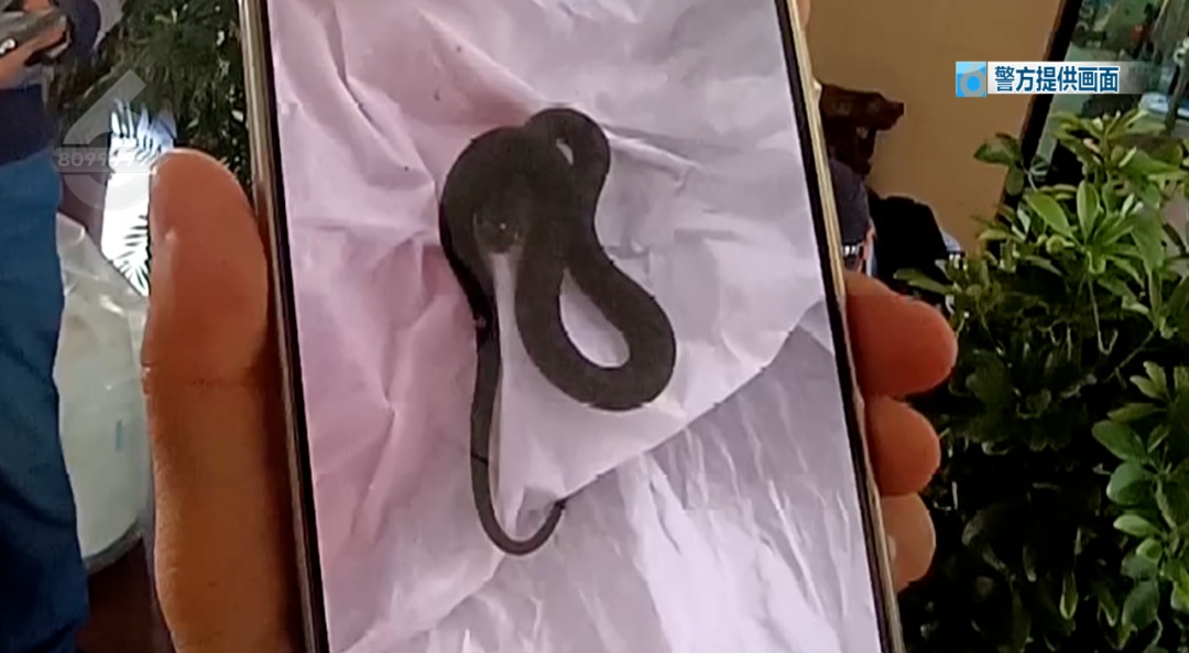 吓人！夫妻旅游回家，一开门发现客厅变“蛇窝”，大小10条爬满地…