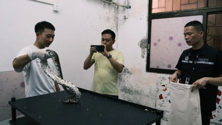 一打开门，房内竟有300多条蟒蛇！民警震惊了