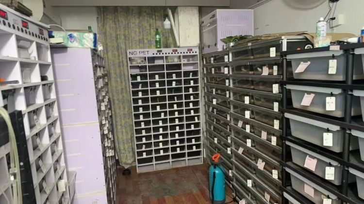 一打开门，房内竟有300多条蟒蛇！民警震惊了