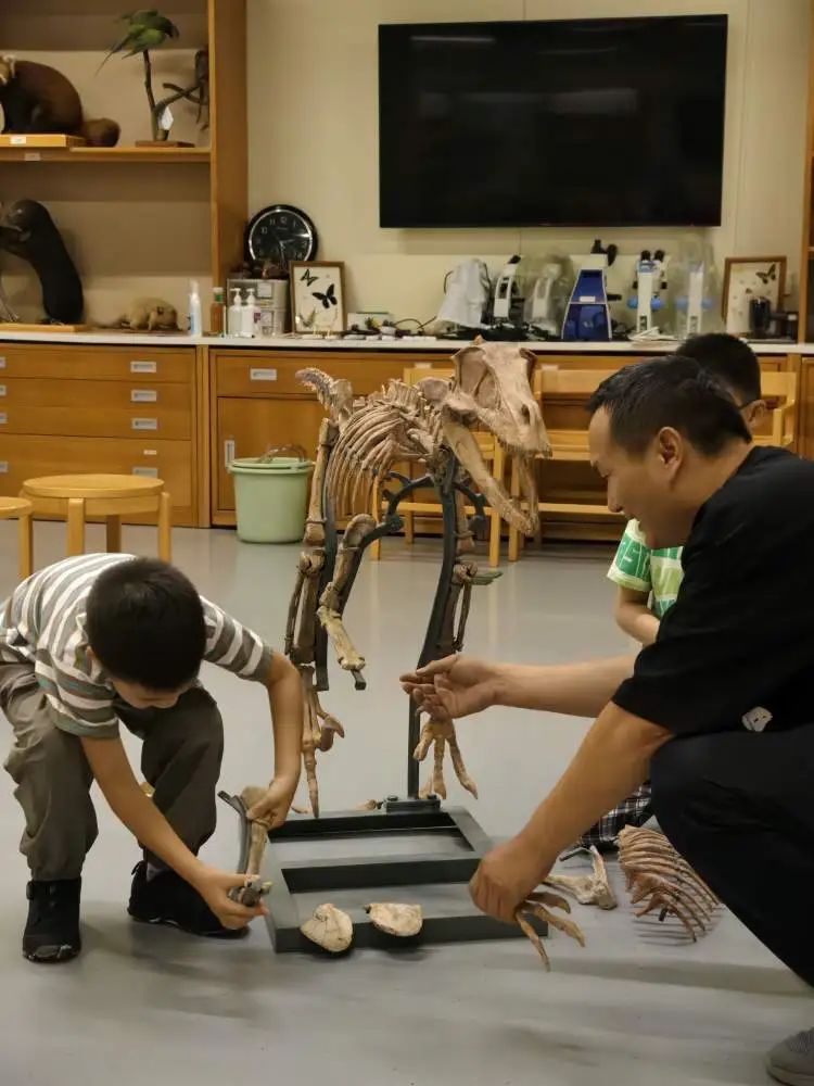 史前“巨婴”空降上海,曾流失海外20年 史前“巨婴”空降上海,曾流失海外20年