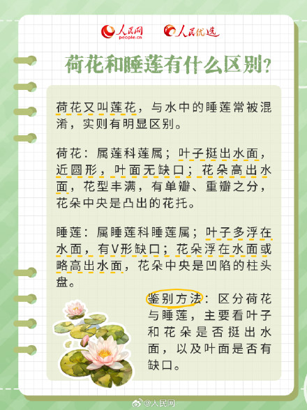 好运“莲”“莲”！夏日限定版荷花知识点