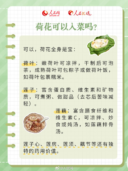 好运“莲”“莲”！夏日限定版荷花知识点