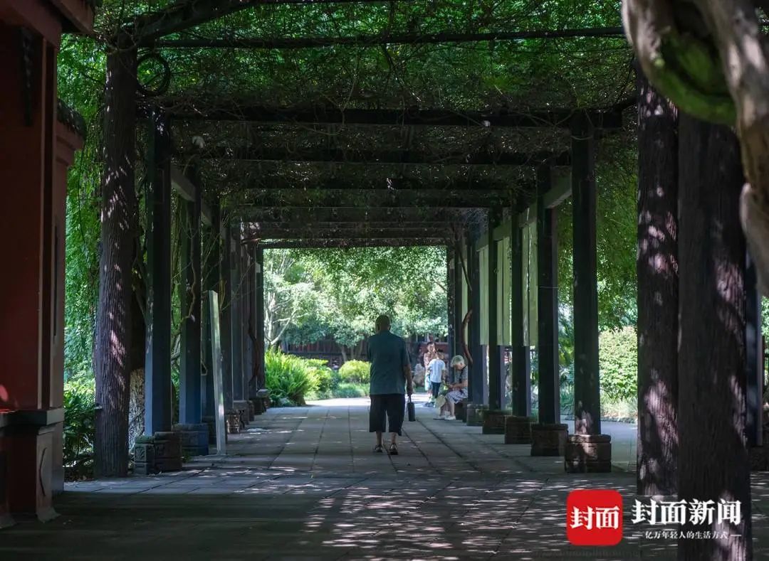 成都桂湖500岁紫藤再开花！ 专家：明年花量或减少