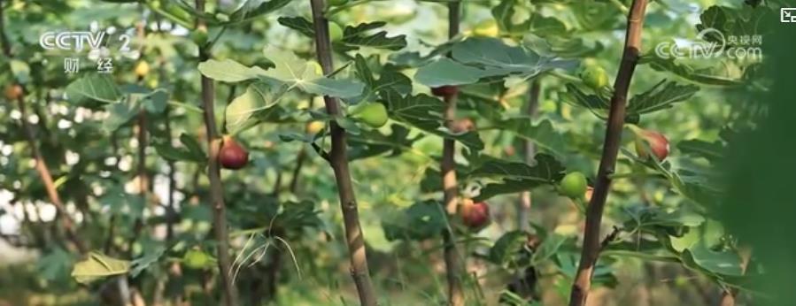 荷香四溢,果甜盈枝:夏日美食新体验 特色农业激活“舌尖经济” 荷香四溢,果甜盈枝:夏日美食新体验 特色农业激活“舌尖经济”