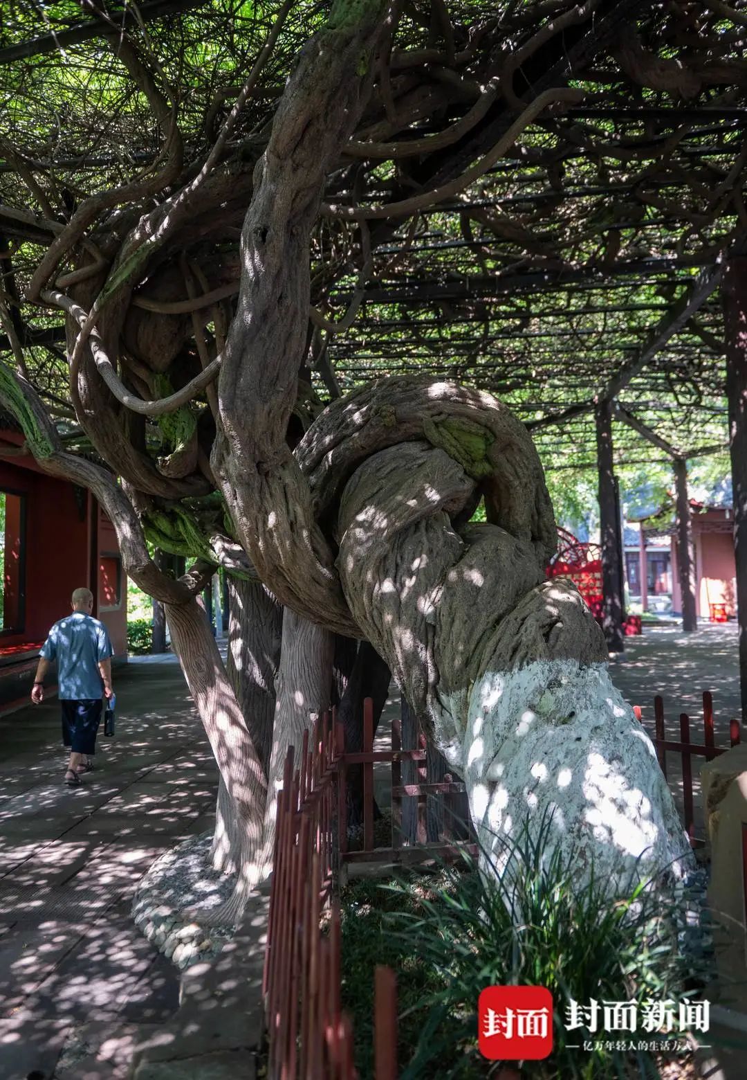 成都桂湖500岁紫藤再开花！ 专家：明年花量或减少