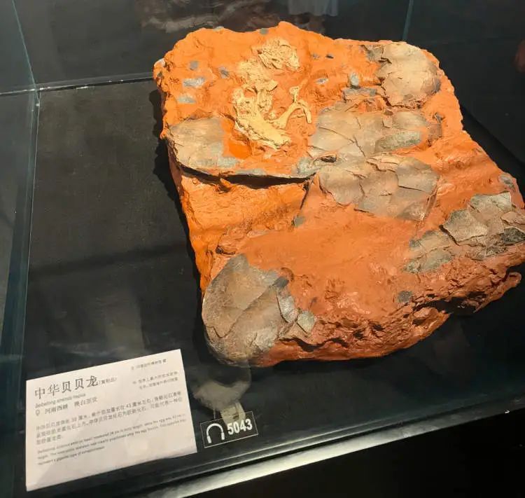 史前“巨婴”空降上海,曾流失海外20年 史前“巨婴”空降上海,曾流失海外20年