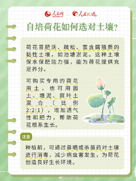 好运“莲”“莲”！夏日限定版荷花知识点