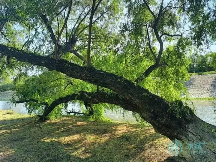 何家沟畔“躺平”柳树:卧地生长枝繁叶茂……专家揭秘来了 何家沟畔“躺平”柳树:卧地生长枝繁叶茂……专家揭秘来了