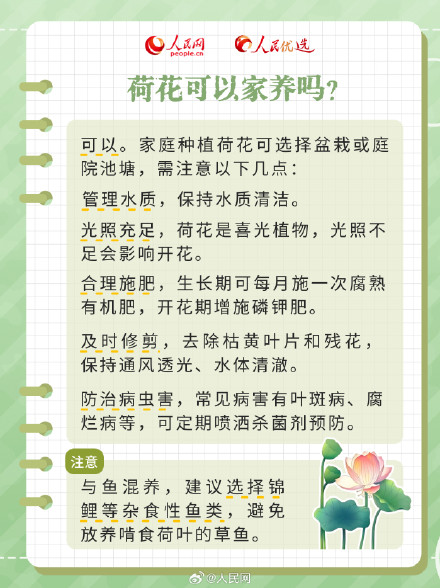 好运“莲”“莲”！夏日限定版荷花知识点