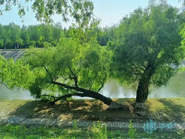 何家沟畔“躺平”柳树:卧地生长枝繁叶茂……专家揭秘来了 何家沟畔“躺平”柳树:卧地生长枝繁叶茂……专家揭秘来了