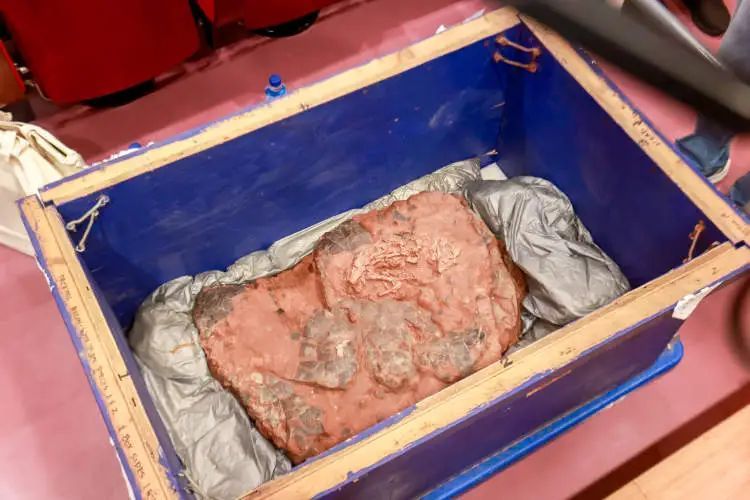 史前“巨婴”空降上海,曾流失海外20年 史前“巨婴”空降上海,曾流失海外20年