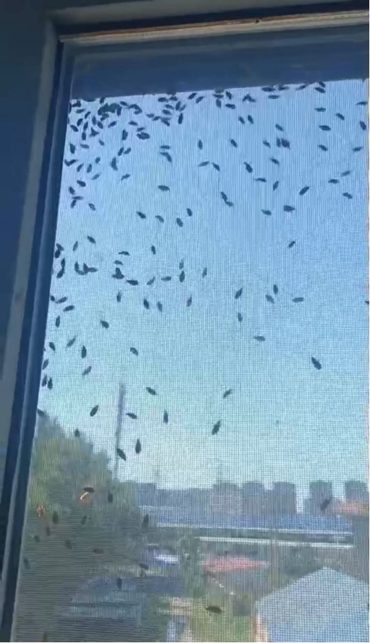 炒菜锅里掉甲虫？这波“黄绿大军”串门太疯狂