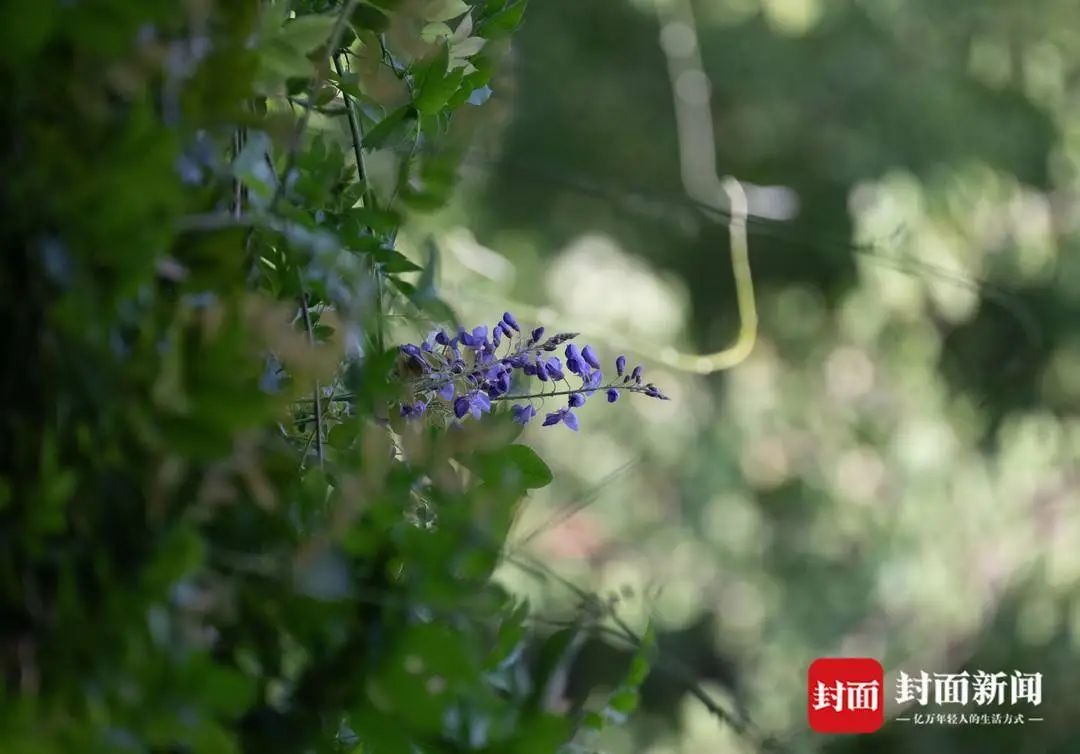 成都桂湖500岁紫藤再开花！ 专家：明年花量或减少
