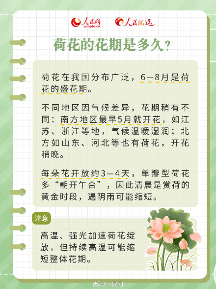 好运“莲”“莲”！夏日限定版荷花知识点