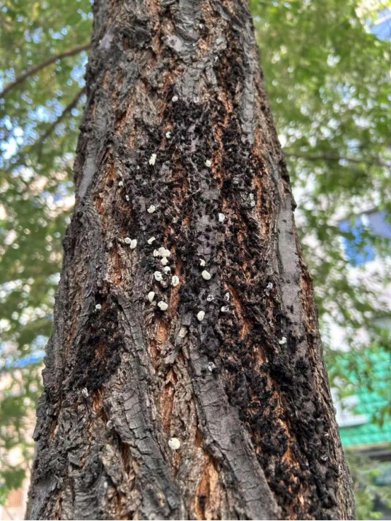 炒菜锅里掉甲虫？这波“黄绿大军”串门太疯狂