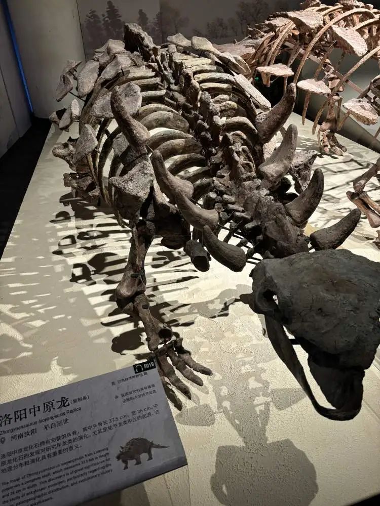 史前“巨婴”空降上海,曾流失海外20年 史前“巨婴”空降上海,曾流失海外20年